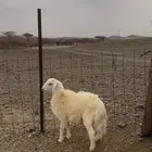 طلي جذع