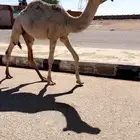 بكره على بعير الصفق حيسونيه (تم البيع)