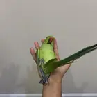للبيع دره ذكر