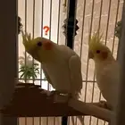 طير واحد فقط بأدواته كاملة