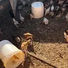 البيع فروخ دجاج