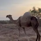 ناقه للبيع السن ناب ام ثالث الموقع بيش