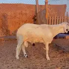 خرفان سواكن مرابي 4 شهور فل شحم