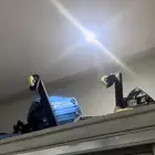 اسكوترات