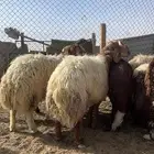 ذبائح نعيم طيب يوجد ذيح التوصيل