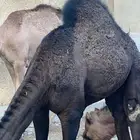 بكره