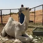 بكره فرديه