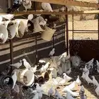 حمام للبيع