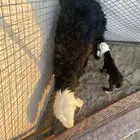 موقع ضواحي الوجه