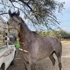 حصان عربي اصبل