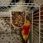 طير كنيور للبيع