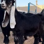 للبيع جفر خصم الخصم