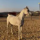فرس للبيع