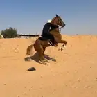 حصان واهو لبيع ورق حار تربيع سبوق