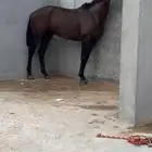 حصان فرنسي مستورد خط سرعة