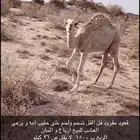 قعود لباني ارباع و اثمان