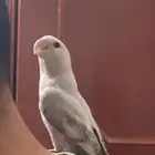 طير روز اليف