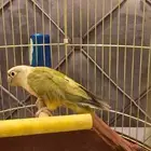 كنيور ذكر منتج اناناس