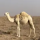 بكره مفروده عليها سوم 5200