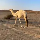 بكار مفاريد