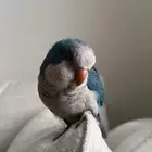 ببغاء كويكر