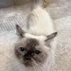 للتبني انثى هامالايا