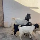 عنز مشروكة ببورقت ( تم البيع )