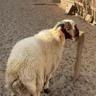 جذع فاخر مشروع فحل جنبه طيب وراسه طيب والباقي بالفديو