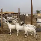 جفار بيشيات