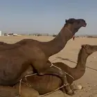 بعير ساحلي حمر ادهم رباع