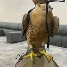 طير جبيليه