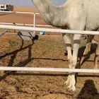 للبيع بكره كفو