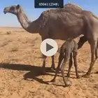 خلفه للبيع في لينة