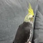 كروان نورمل