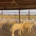 طليان حرية 55 راس للبيع
