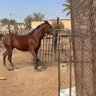 حصان حفيد مجد آريان