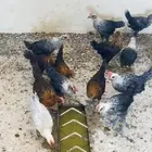 صيصان للبيع عمر شهرين