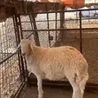 خروف جذع