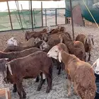 سواكني حمري تربيه للبيع عدد 18 راس