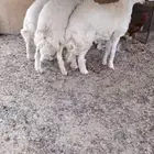 ذبايح جميع الاحجام