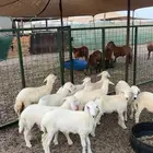 بهم حري نظيف شرط 6 طليان 4 رخال