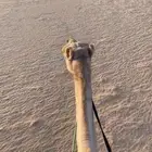 ناقه ذلول رحول للبيع طوع