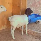 طليان برابر مرابي 3 شهور