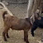 تيس حريي سمين ونظيف
