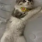 للبيع قطه شيرازي هملايا اسمها لولي عمرها شهرين ونص