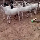 غنم للبيع