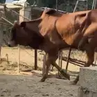 حسيل
