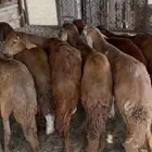 سواكن تربيه على شعير وبرسيم جبره شحم ولحم نظيفه