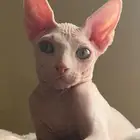 للبيع قط فرعوني ذكر عمر خمسه شهور ونص