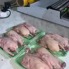 زغاليل فرنسي